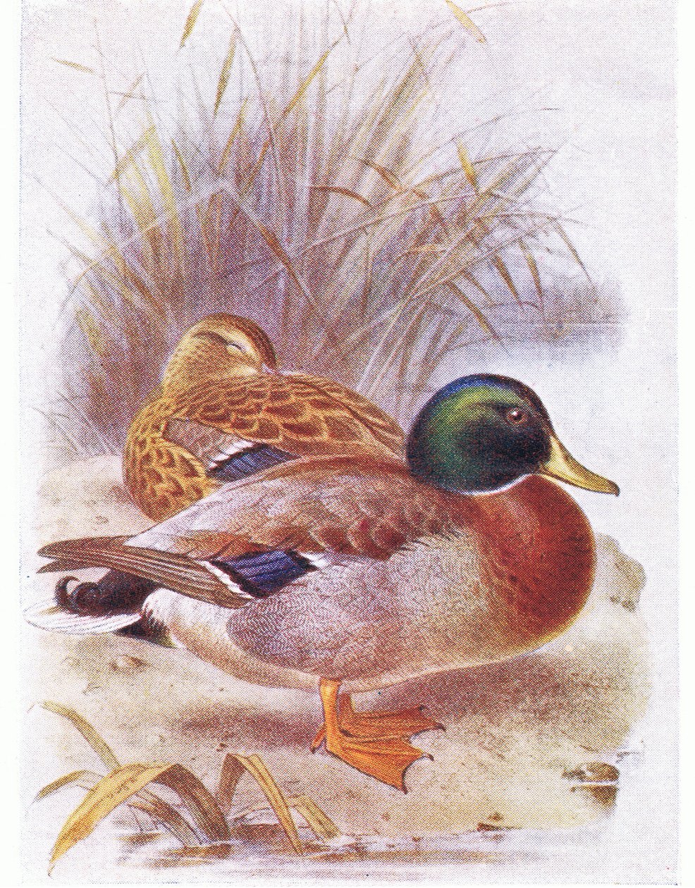 Wilde Eend door Archibald Thorburn