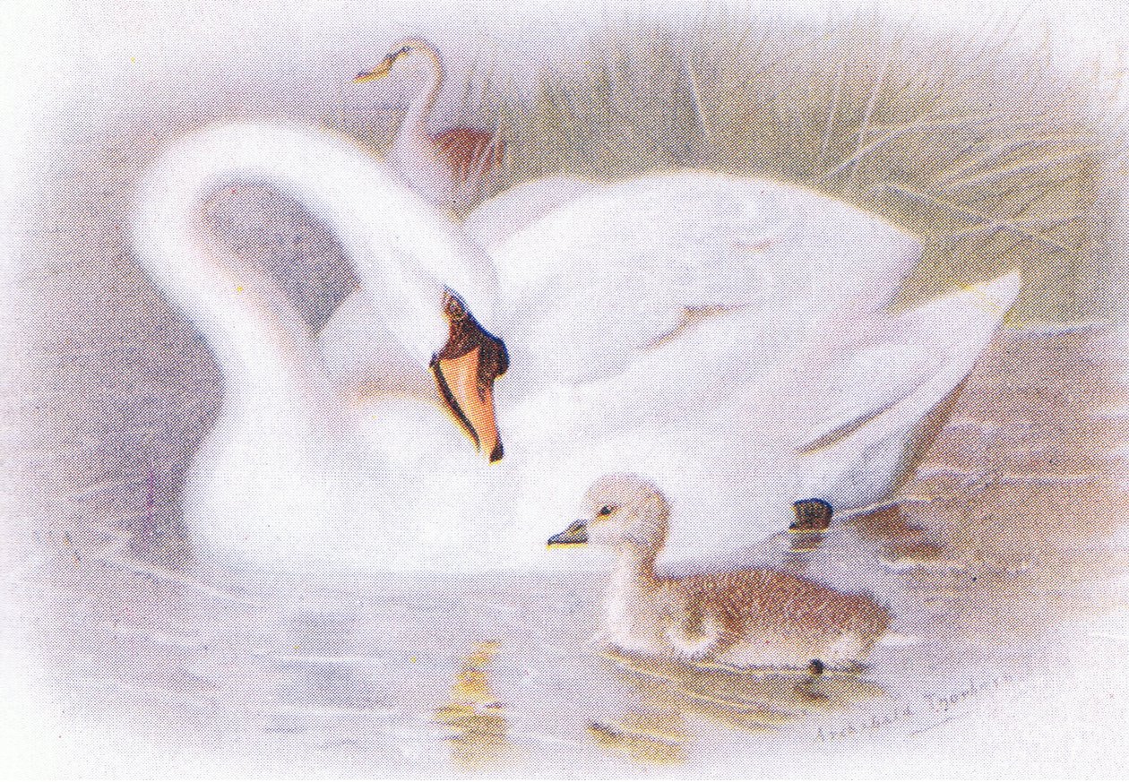 Knobbelzwaan door Archibald Thorburn