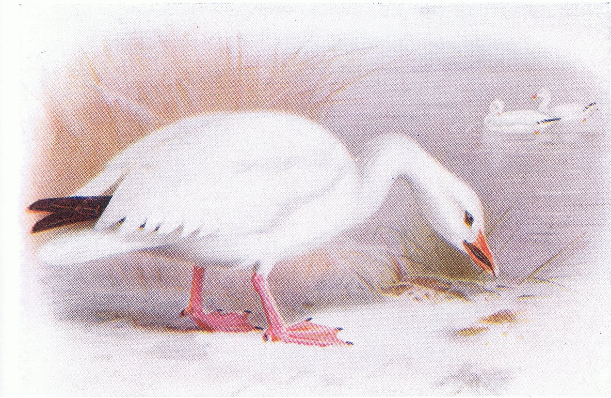 Sneeuwgans door Archibald Thorburn