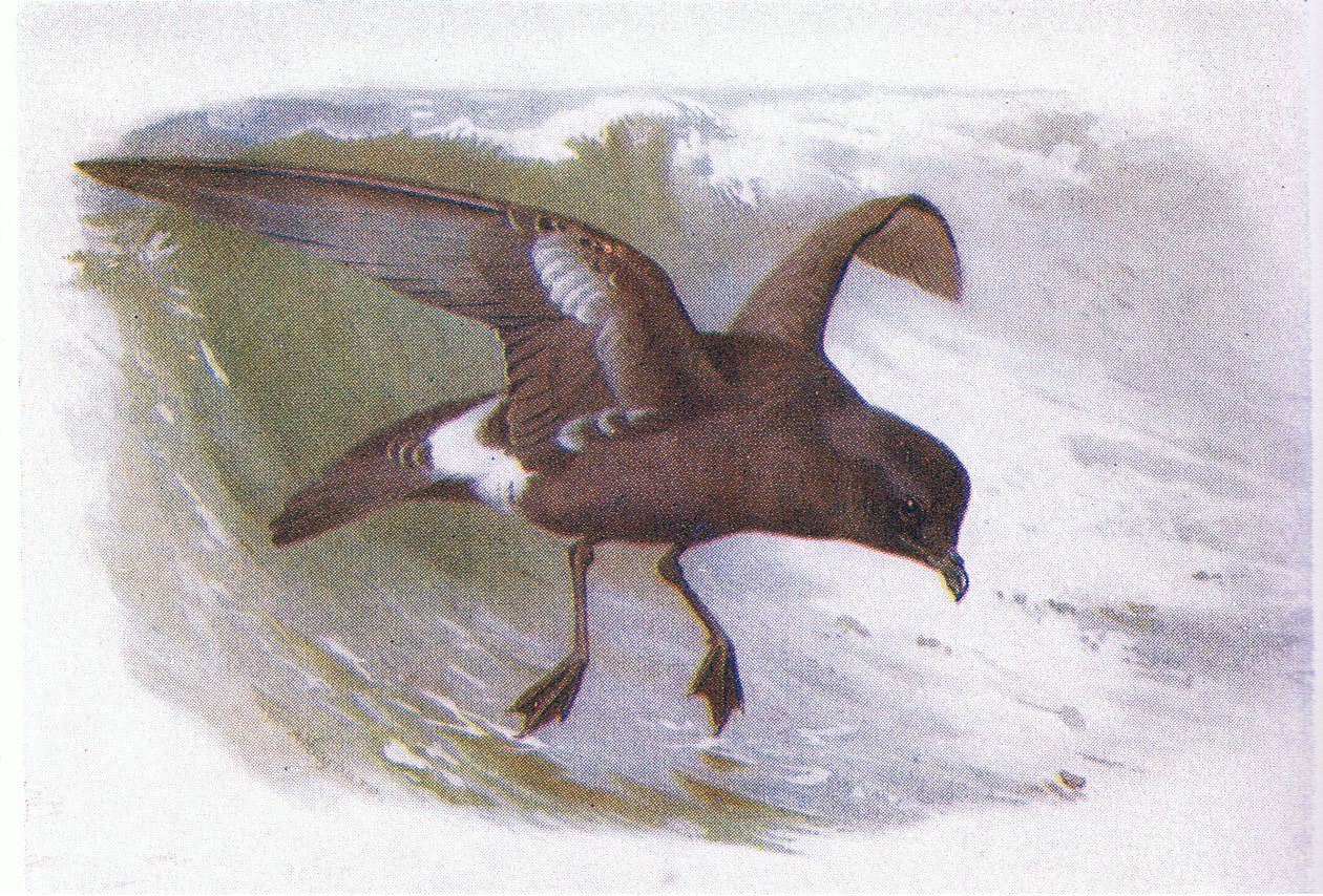 Stormvogel door Archibald Thorburn