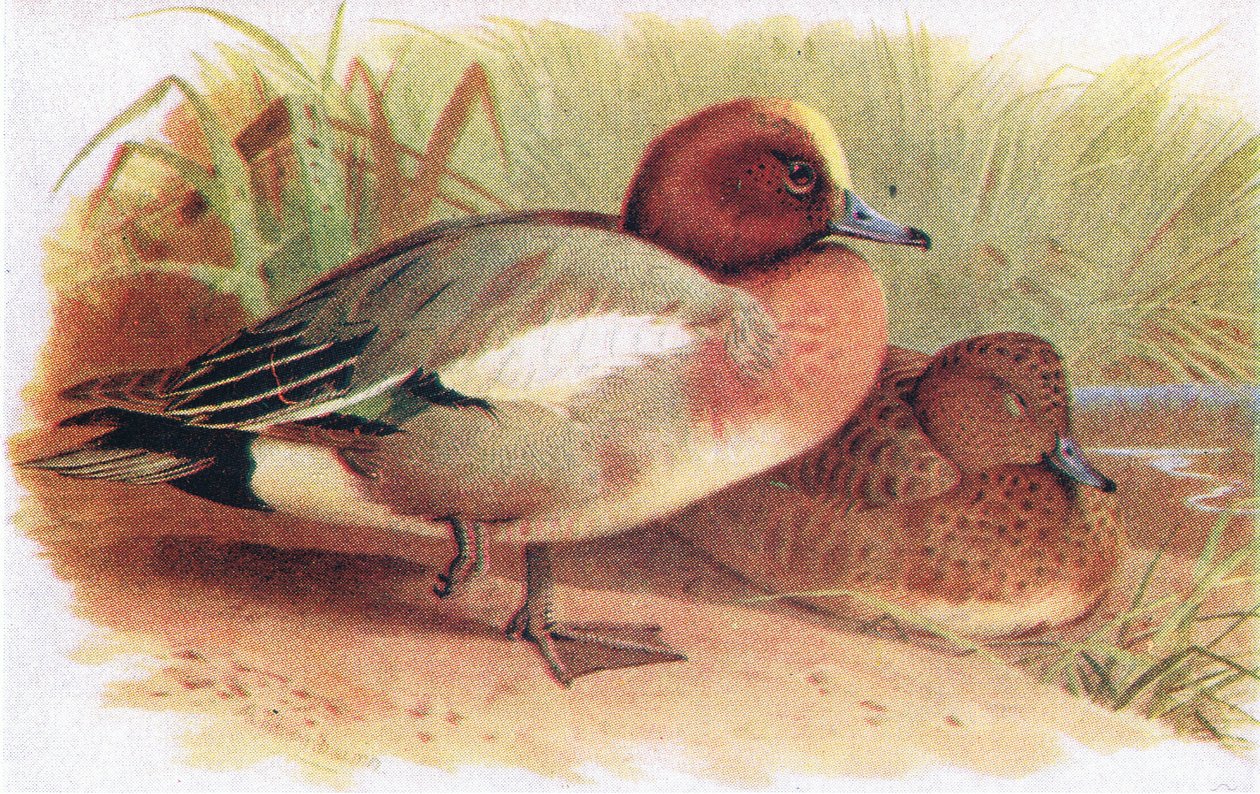 Smient door Archibald Thorburn