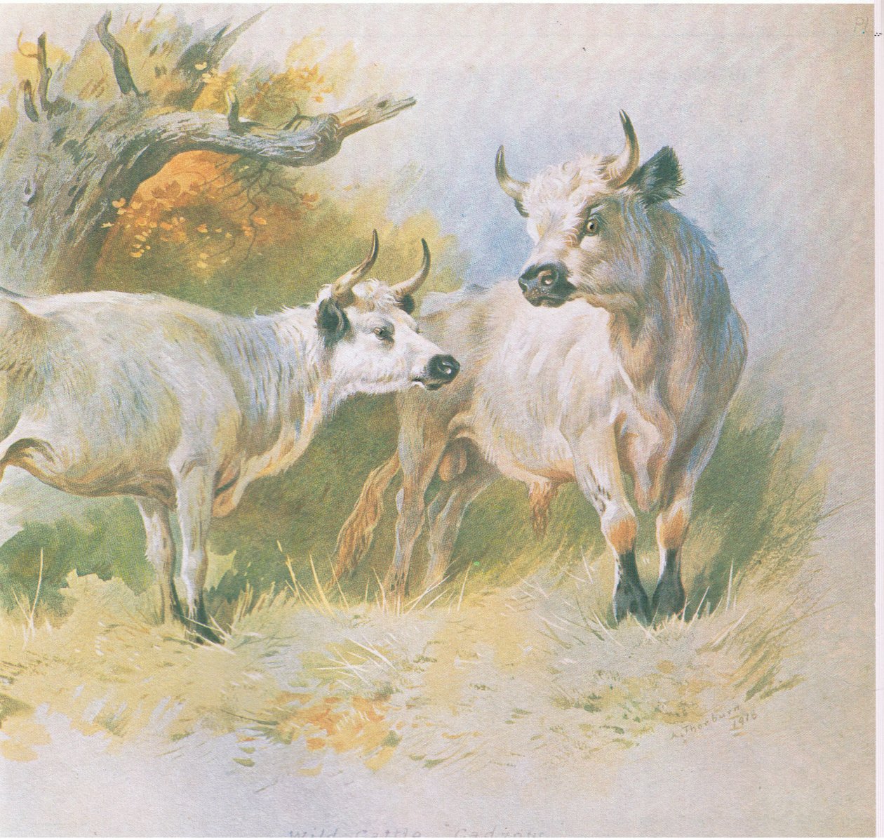 Wilde Runderen, uitgegeven door Book Club Associates, 1972 door Archibald Thorburn