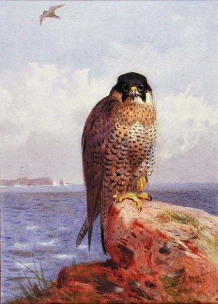 Een slechtvalk aan zee door Archibald Thorburn