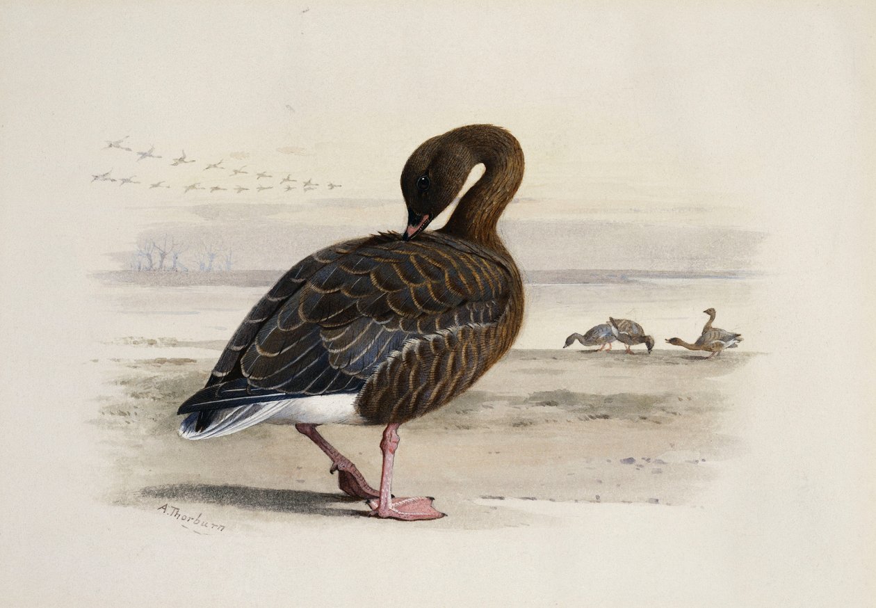 Een kolgans door Archibald Thorburn