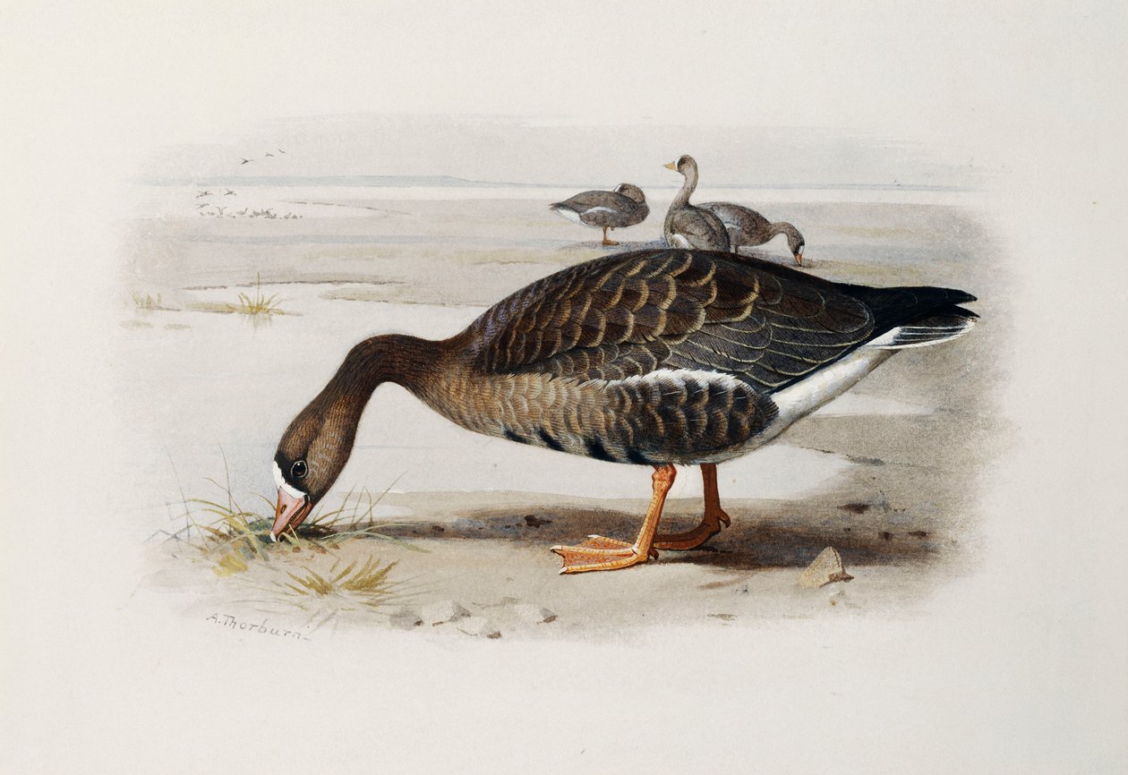 Een Kolgans door Archibald Thorburn