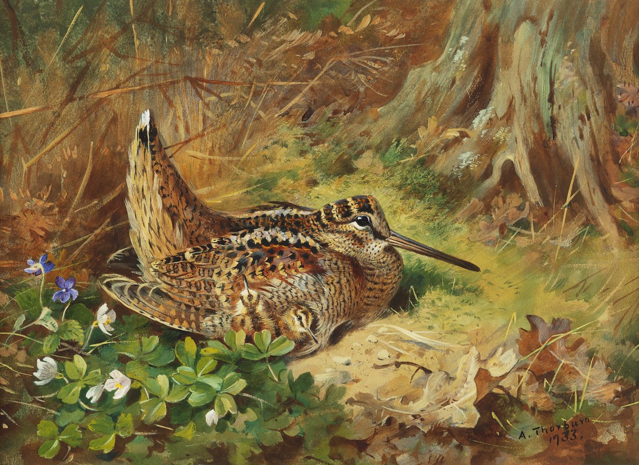 Een Houtsnip en Kuikens door Archibald Thorburn