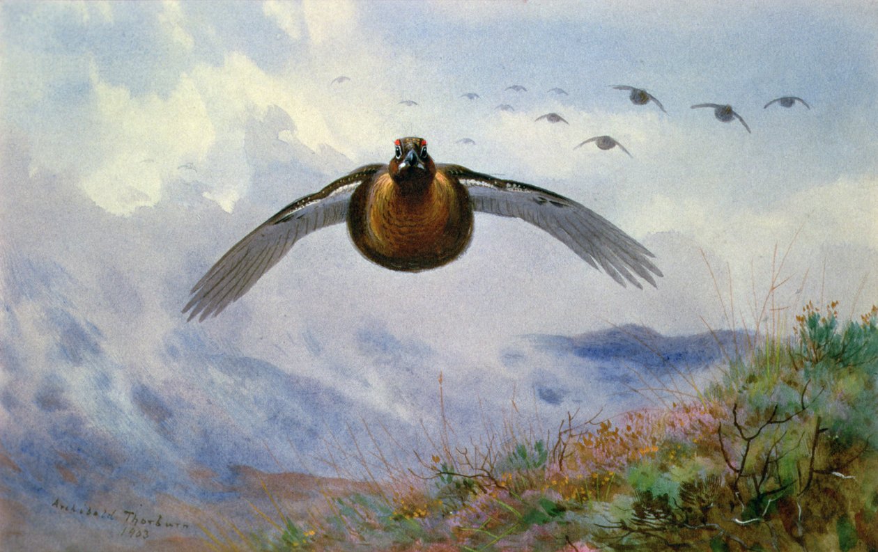 Patrijs in Vlucht door Archibald Thorburn