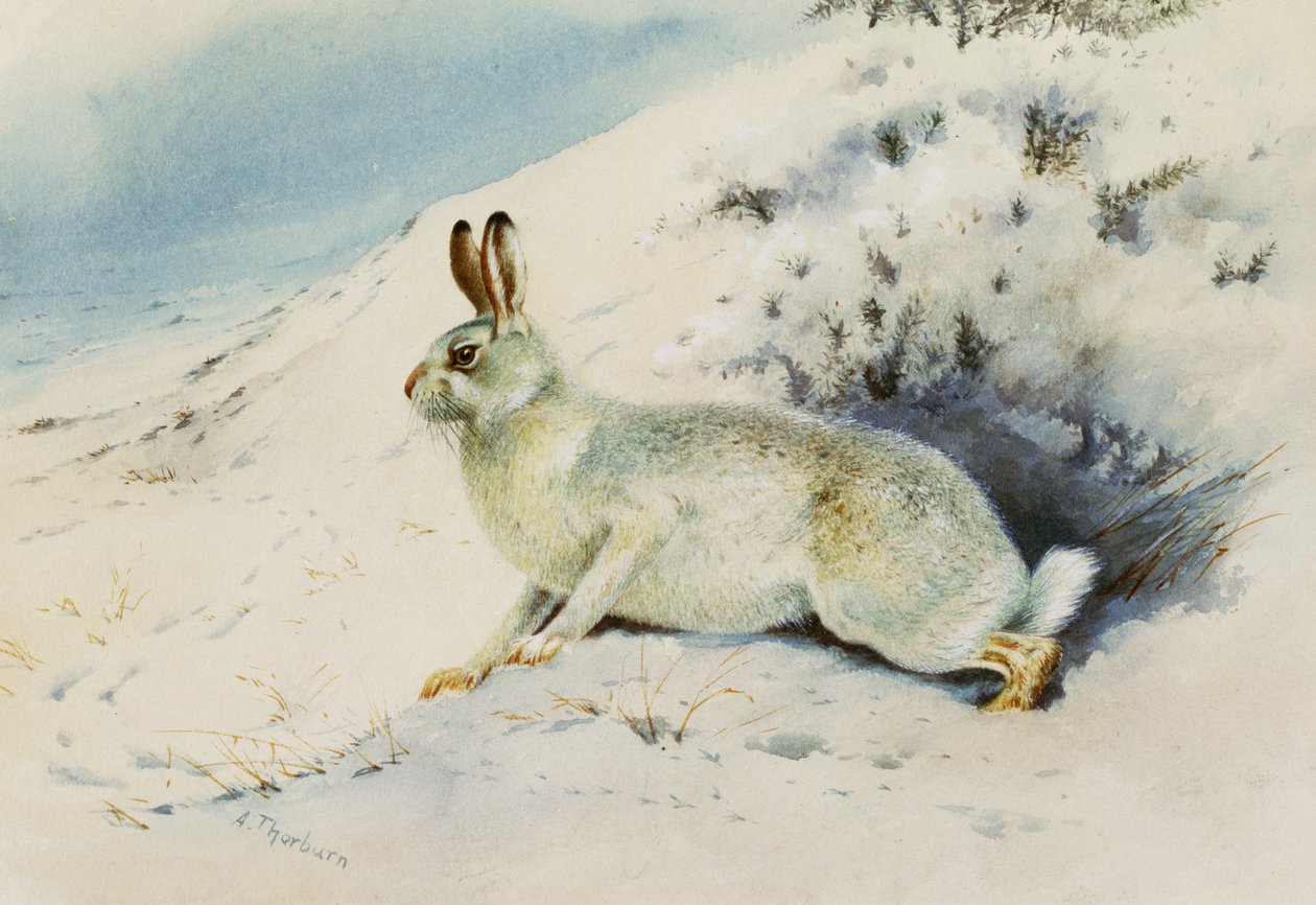Haas door Archibald Thorburn