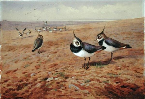 Kieviten op de ploeg door Archibald Thorburn