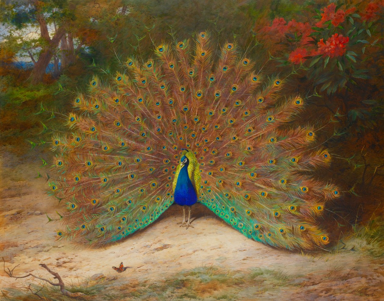 Pauw en pauwvlinder door Archibald Thorburn