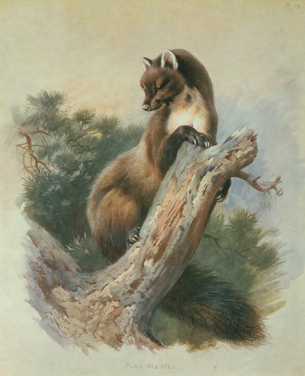 Boommarter door Archibald Thorburn