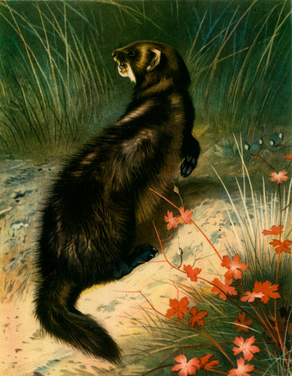 Bunzing, ca. 1905, 1943 door Archibald Thorburn