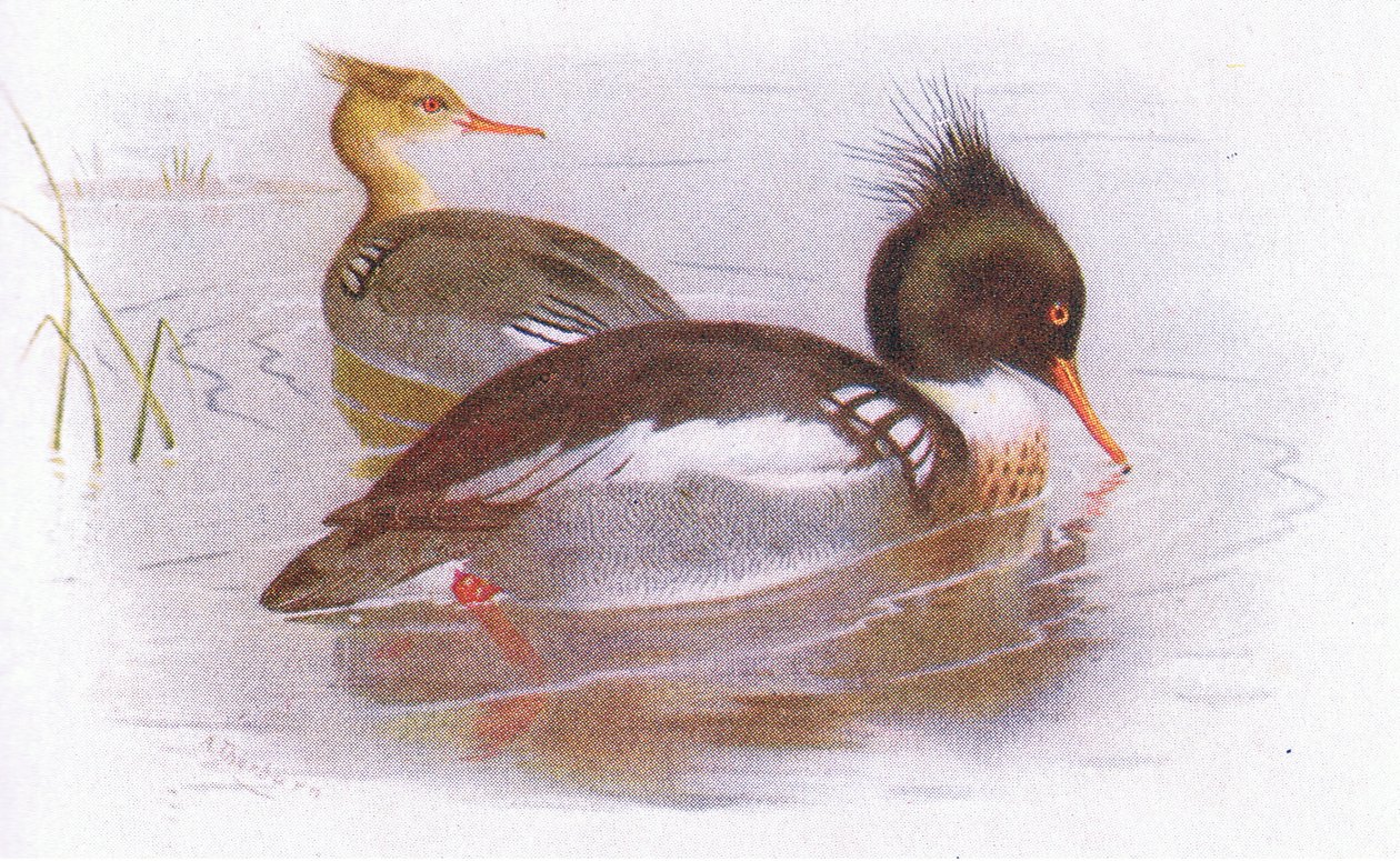 Middelste zaagbek door Archibald Thorburn