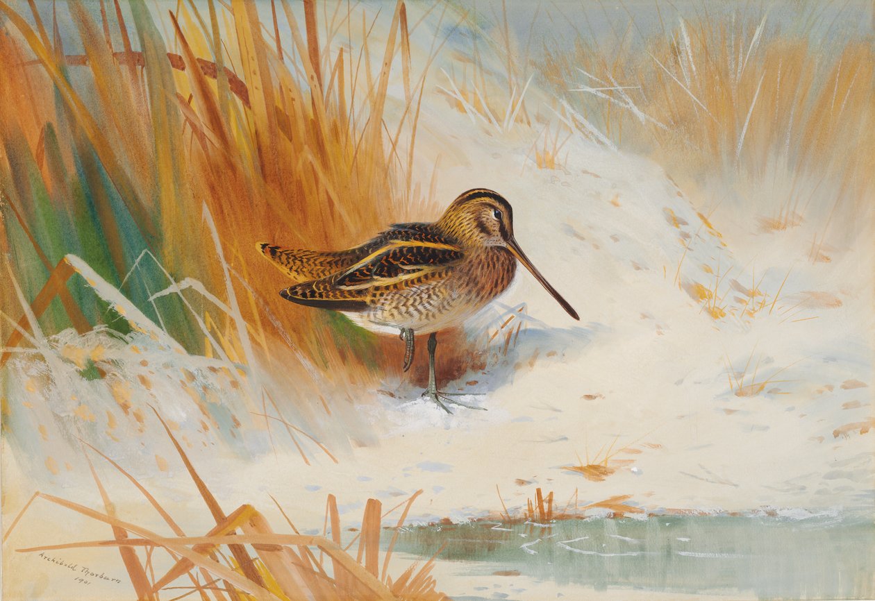 Watersnip in het riet door Archibald Thorburn