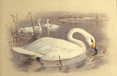 Zwanen op Water door Archibald Thorburn