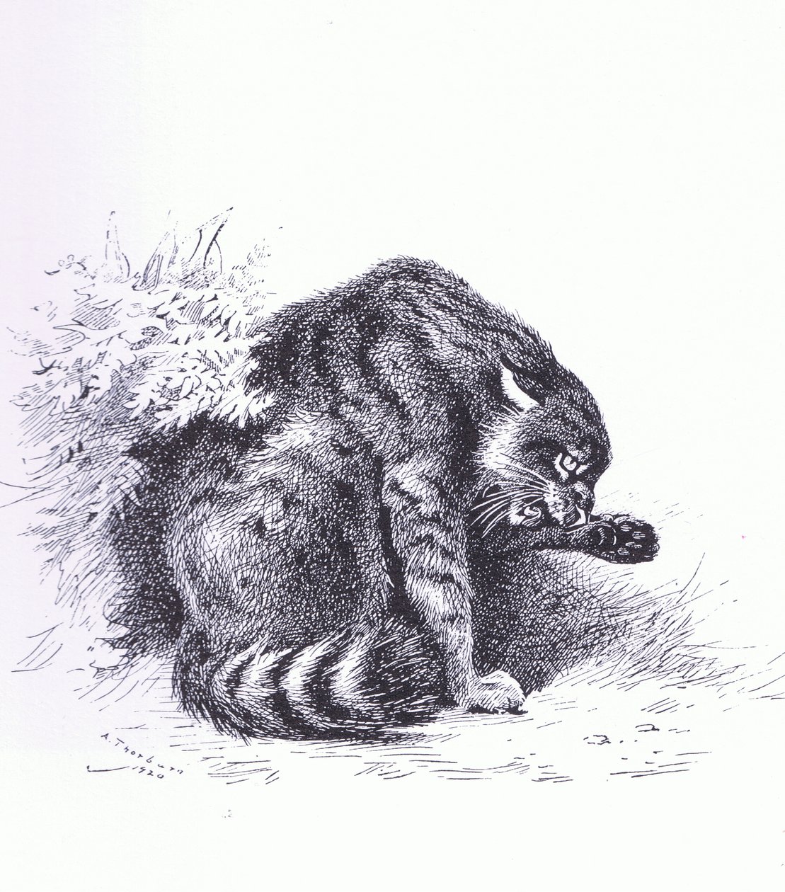 Wilde kat, uitgegeven door Book Club Associates door Archibald Thorburn