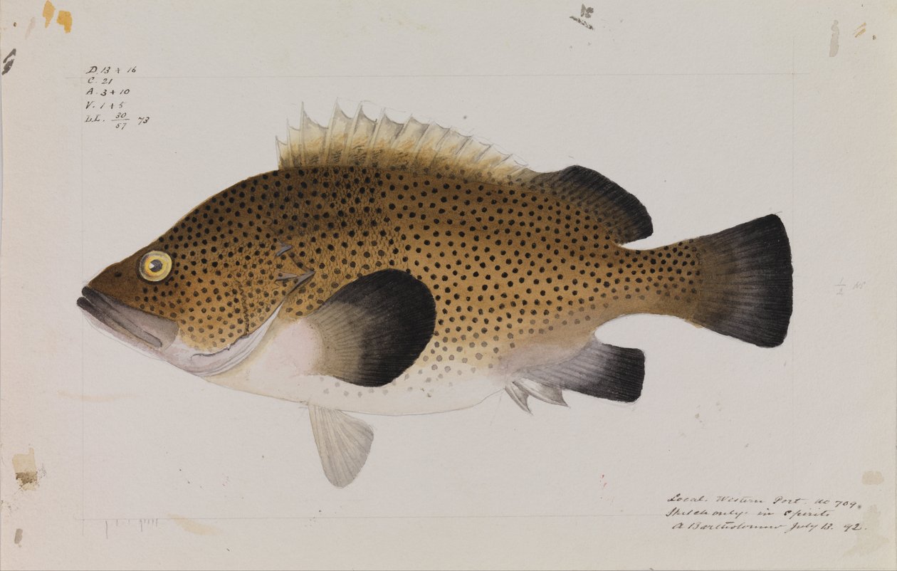 Oostelijke Wirra, Acanthistius ocellatus door Arthur Bartholomew