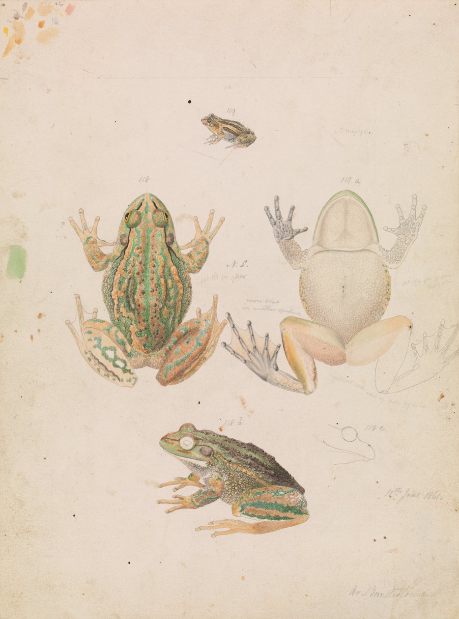 Brommende Gras Kikker, Litoria raniformis door Arthur Bartholomew
