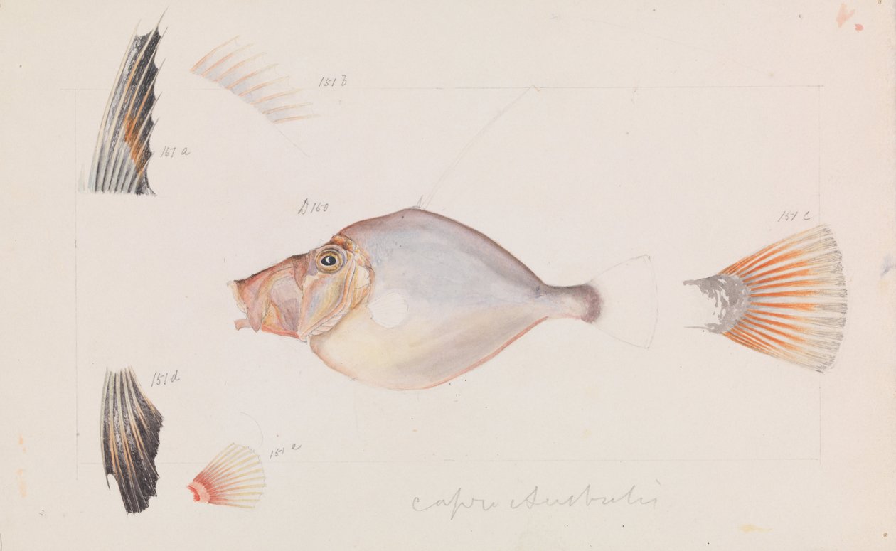 Zilveren Dory, Cyttus australis door Arthur Bartholomew