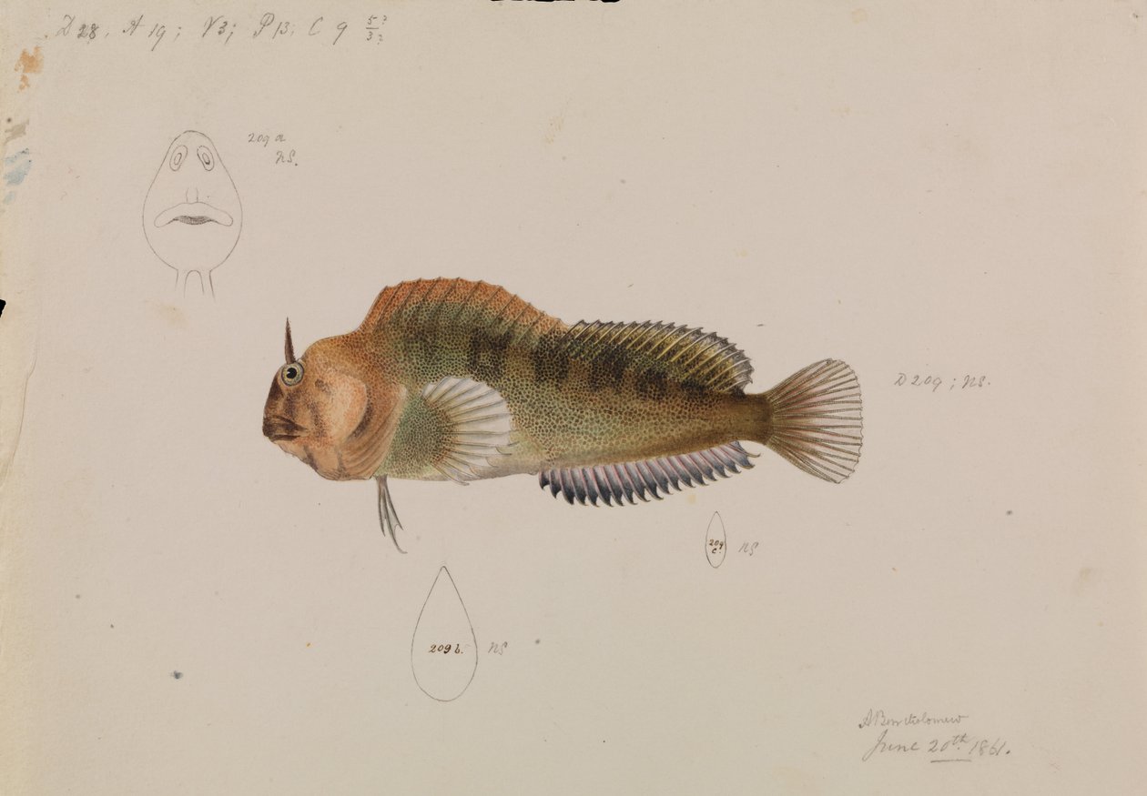 Tasmaanse Blenny, Parablennius tasmanianus door Arthur Bartholomew