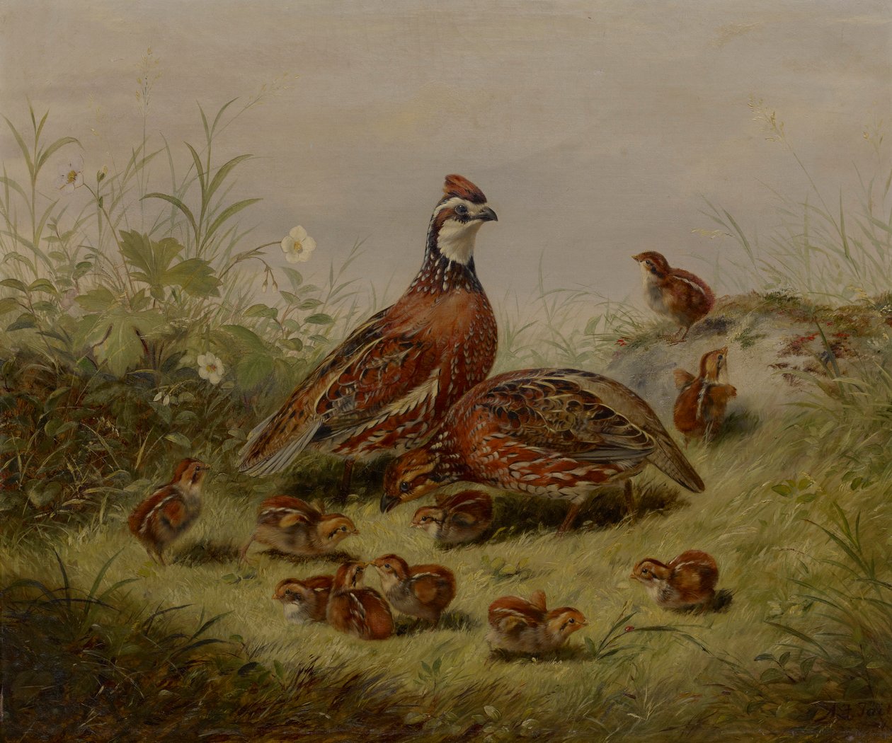 Kwartel en jongen door Arthur Fitzwilliam Tait