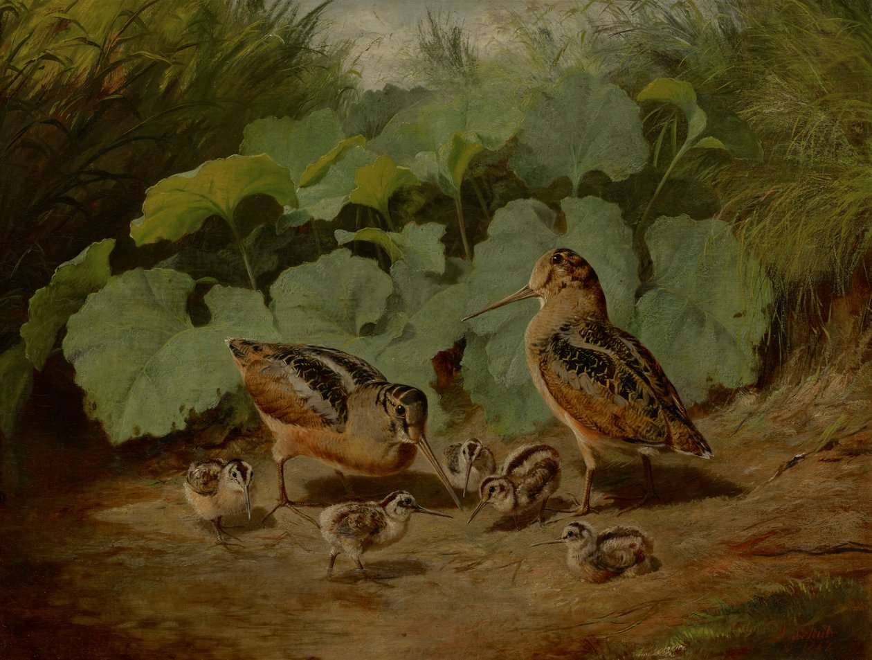 Houtsnip en Jong door Arthur Fitzwilliam Tait