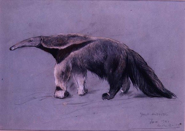 Grote Miereneter door Arthur Wardle