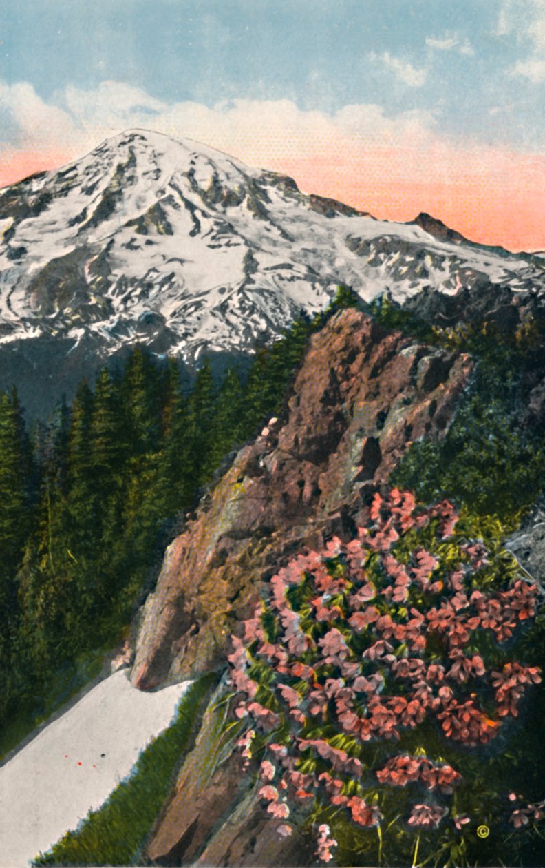 De sleutelbloem op Mount Rainier, ca. 1916 door Asahel Curtis