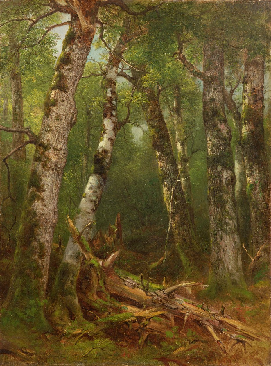 Groep Bomen, 1855-77 door Asher Brown Durand