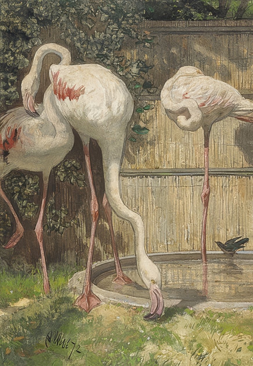 Drie flamingo