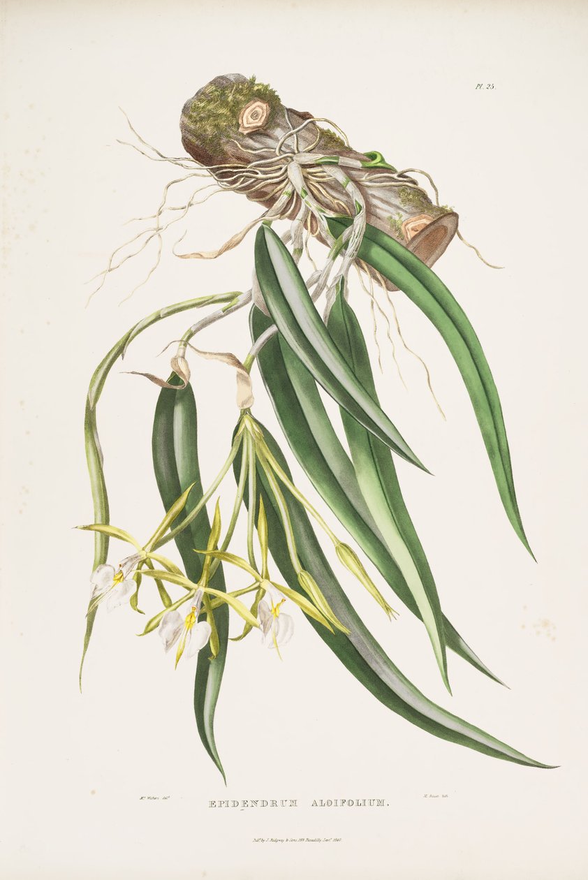 Illustratie van Epidendrum parkinsonianum (als syn. Epidendrum aloifolium) door Augusta Innes Withers