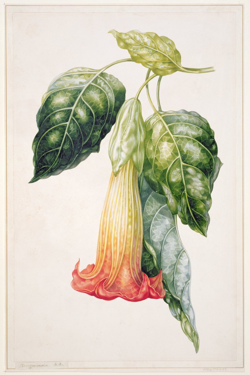 Doornappelbloem uit Ecuador, Datura rosei door Augusta Innes Withers
