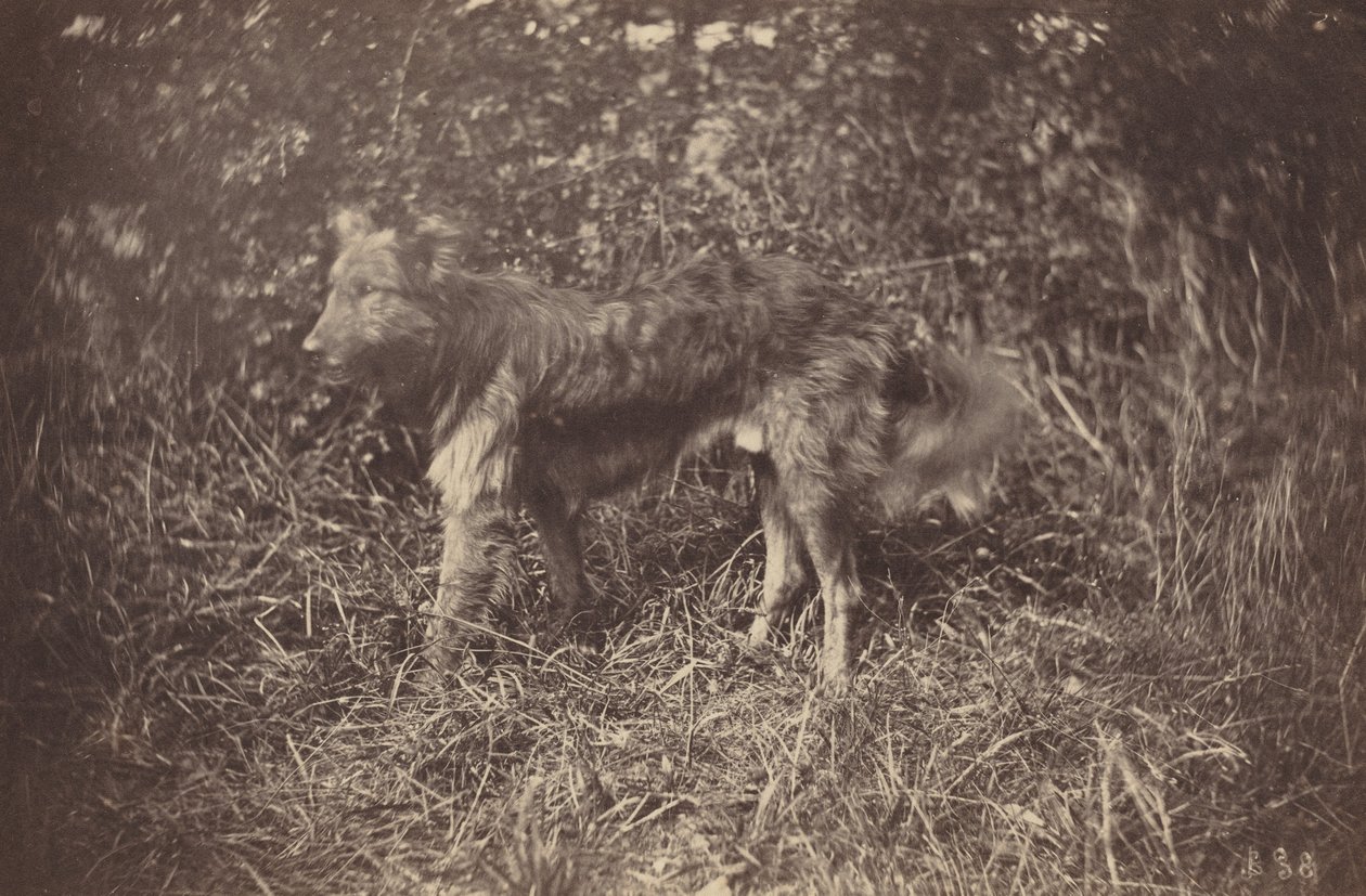 Studie van een Hond, late 1870s door Auguste Giraudon