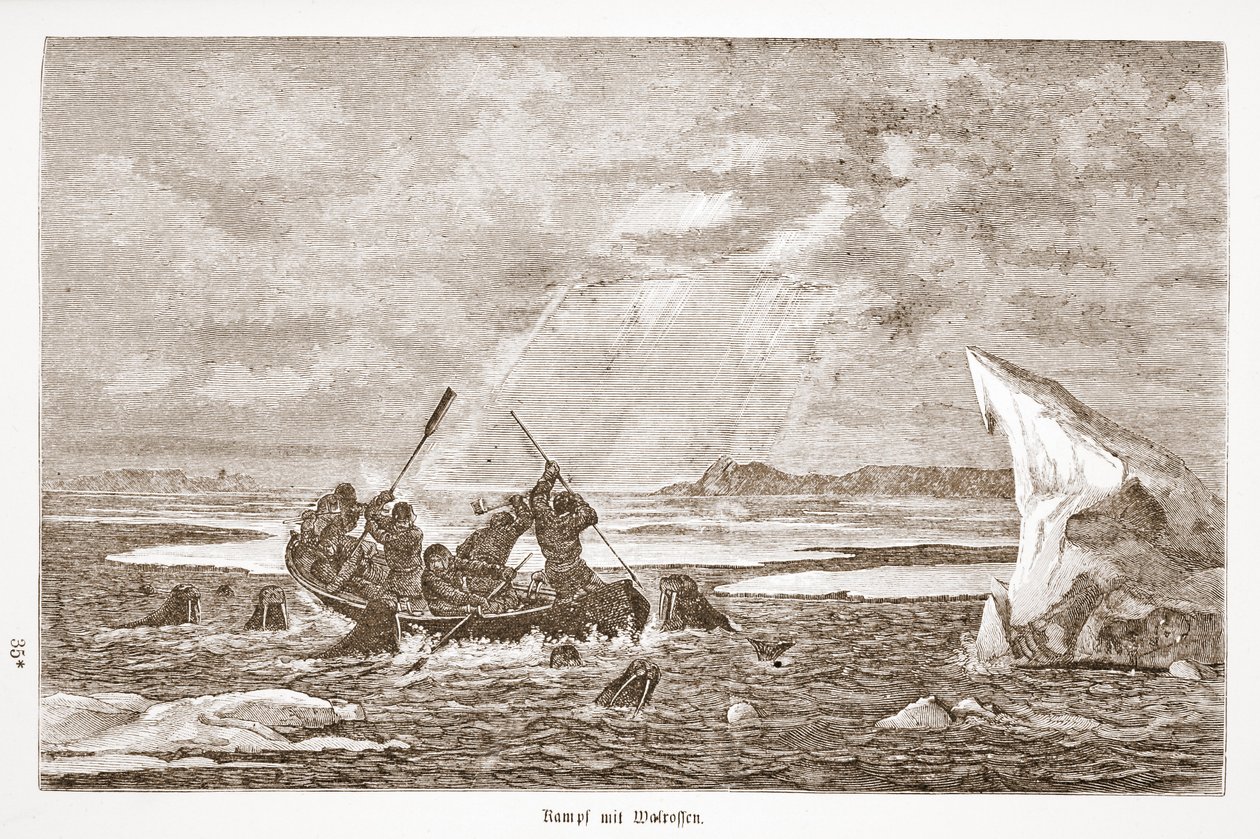 Gevecht met walrus, 1876 door Austrian School