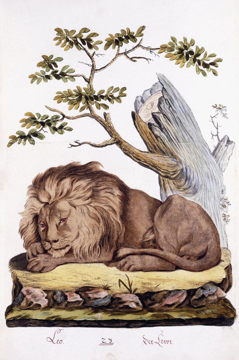 Leeuw, 1794 door Austrian School
