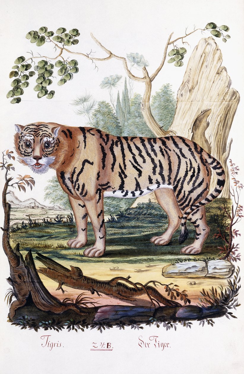 Tijger, 1794 door Austrian School