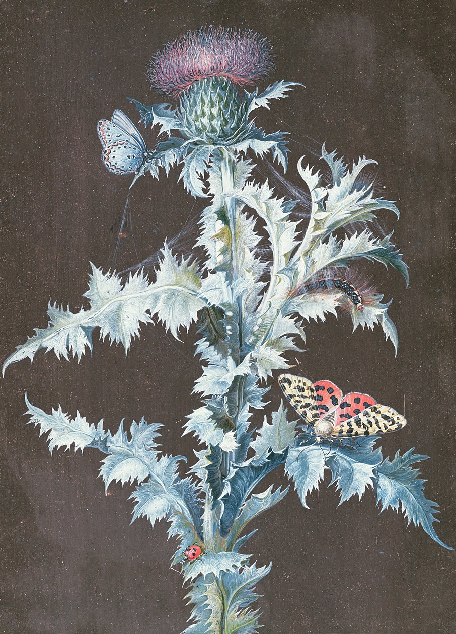 Stilleven van een Distel door Barbara Regina Dietzsch
