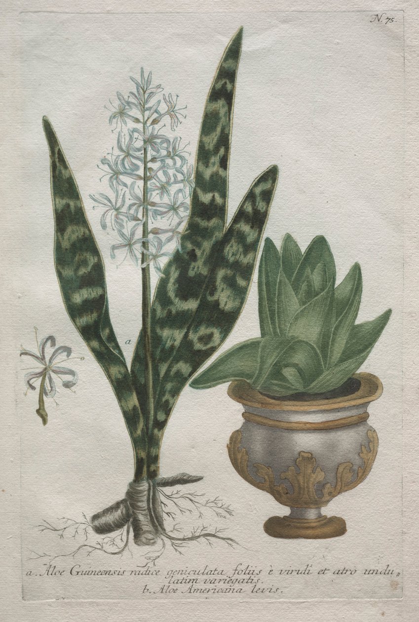 Aloë