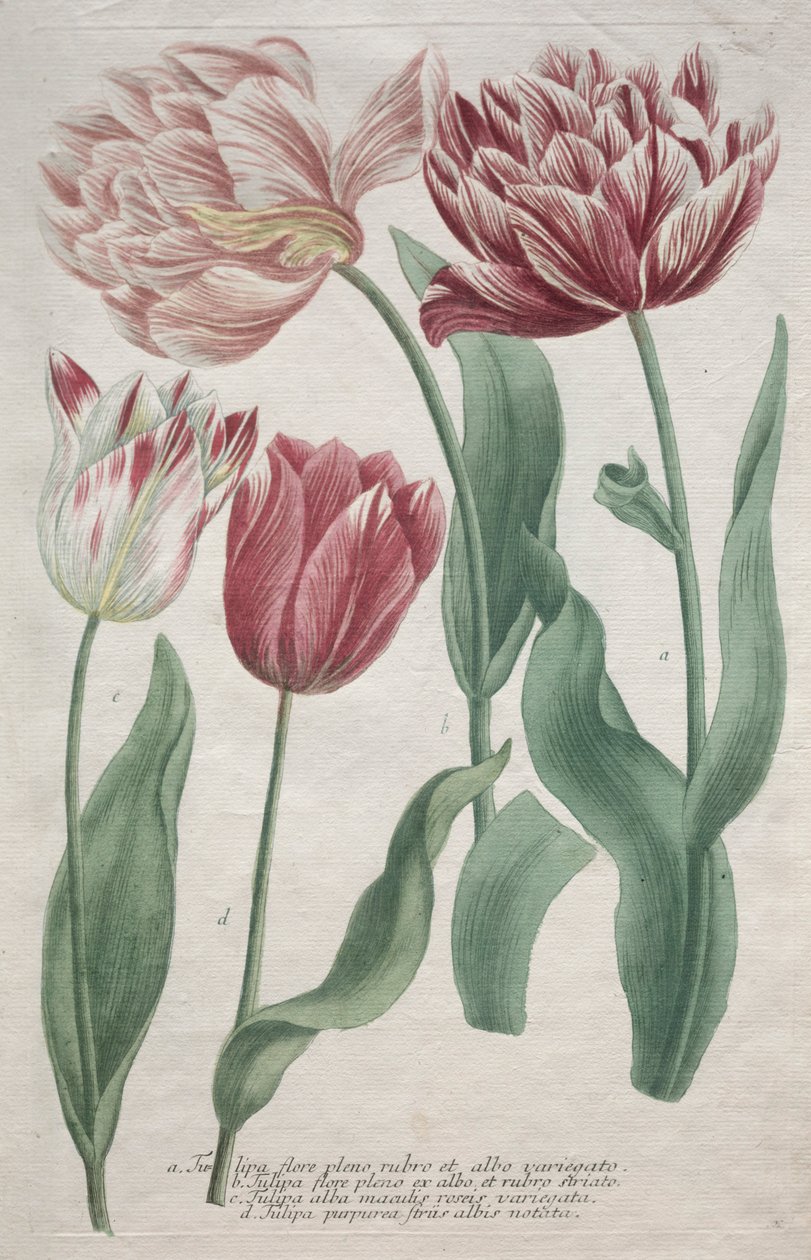 Tulpen door Bartholomaus Seutter