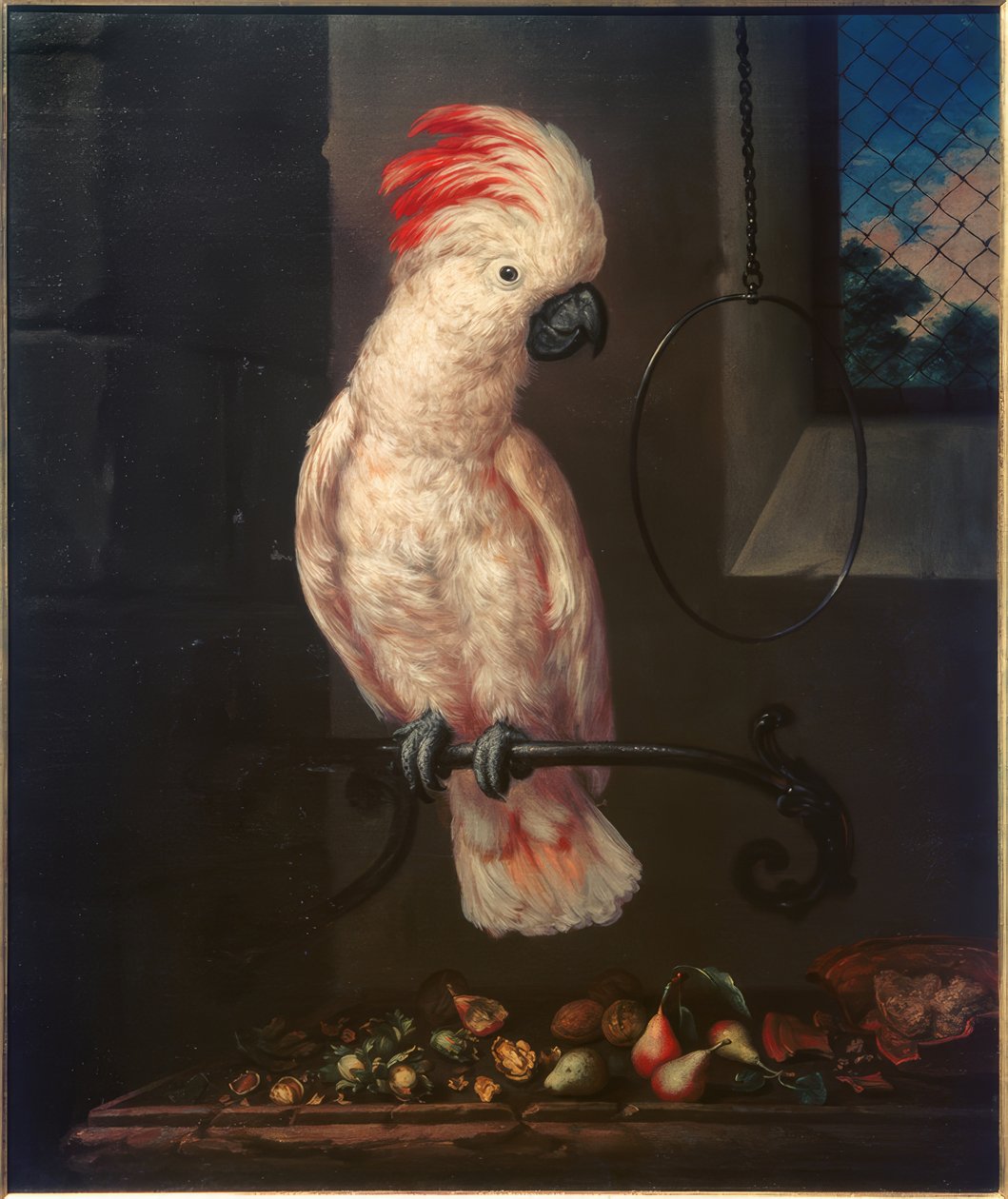 Witte papegaai door Bartolomeo Bimbi