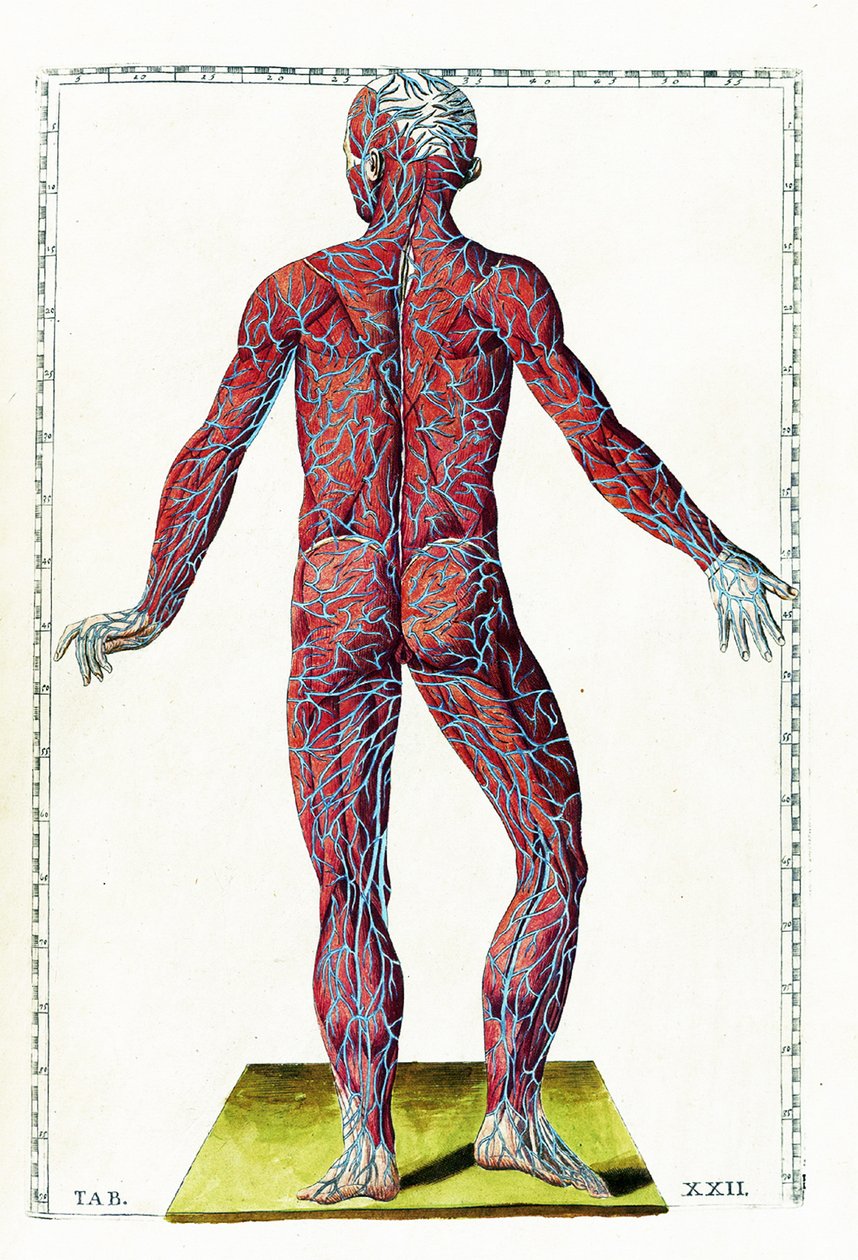 Tabulae anatomicae door Bartolomeo Eustachi