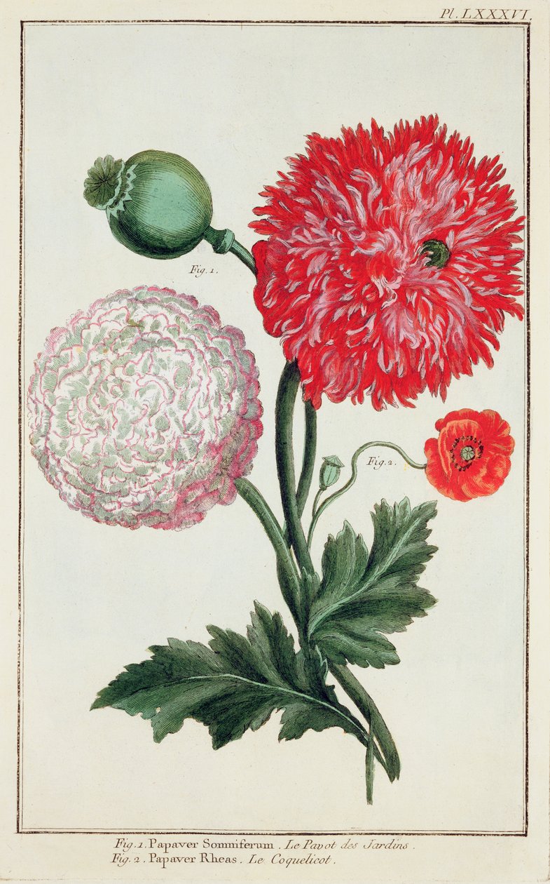Papaver somniferum en Papaver rheas gegraveerd door Duitse School 18e eeuw door Basilius Besler