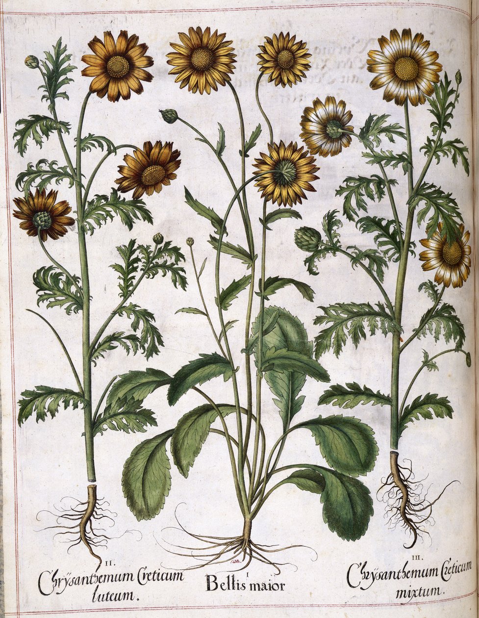 Chrysant, uit 