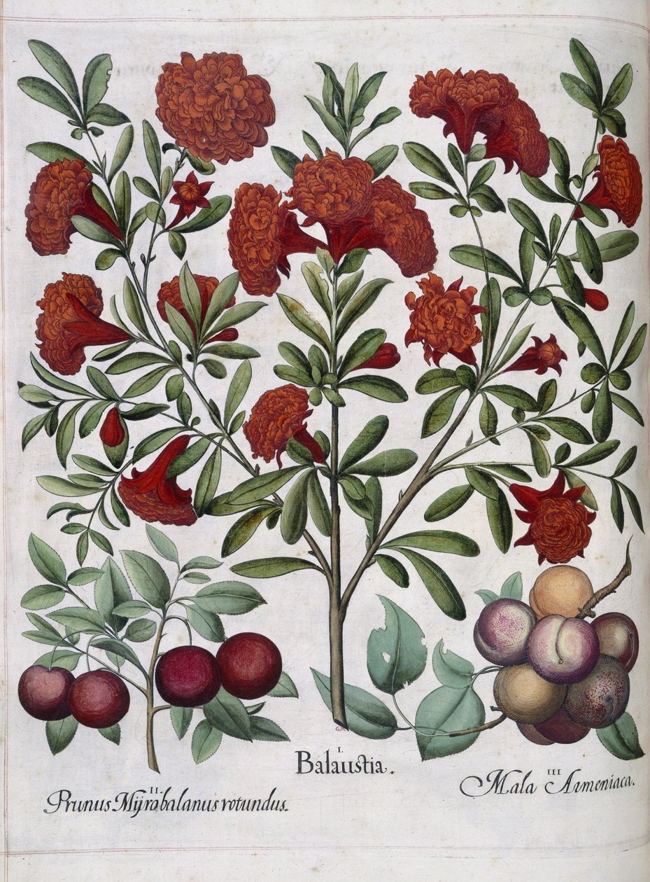 Fruit, uit 