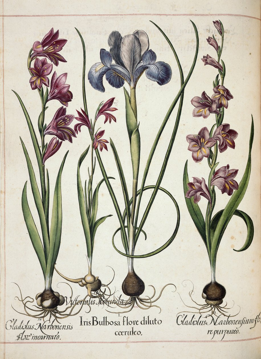 Gladiolus en iris, uit 