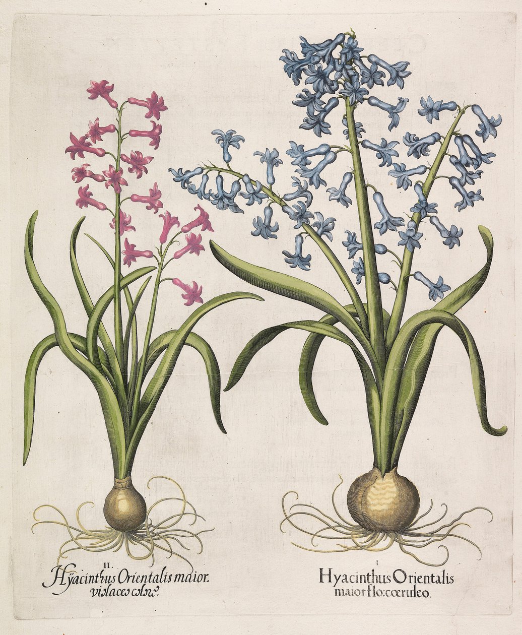 Hyacinthus orientalis, 1613 door Basilius Besler