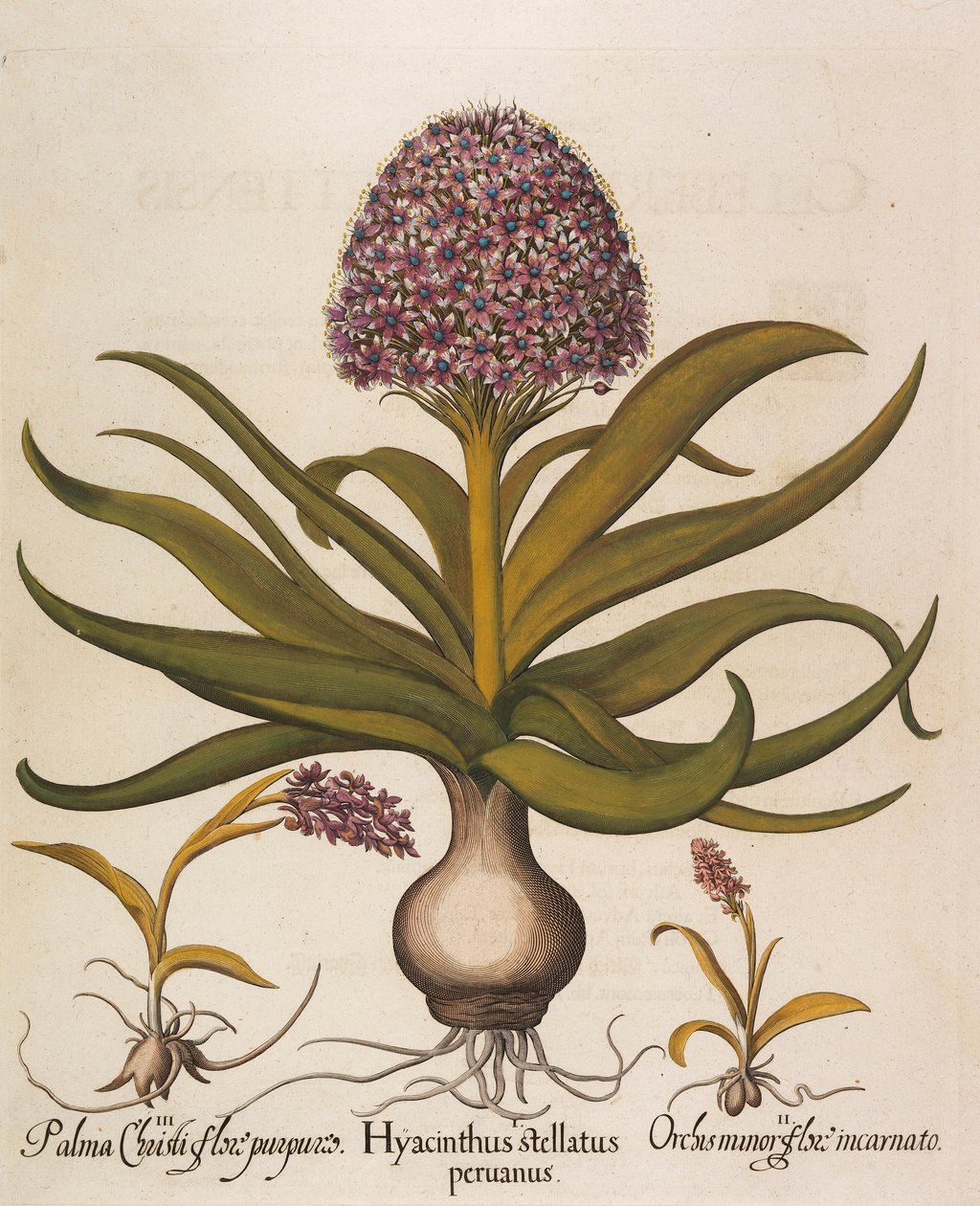 Hyacinthus stellatus, 1613 door Basilius Besler