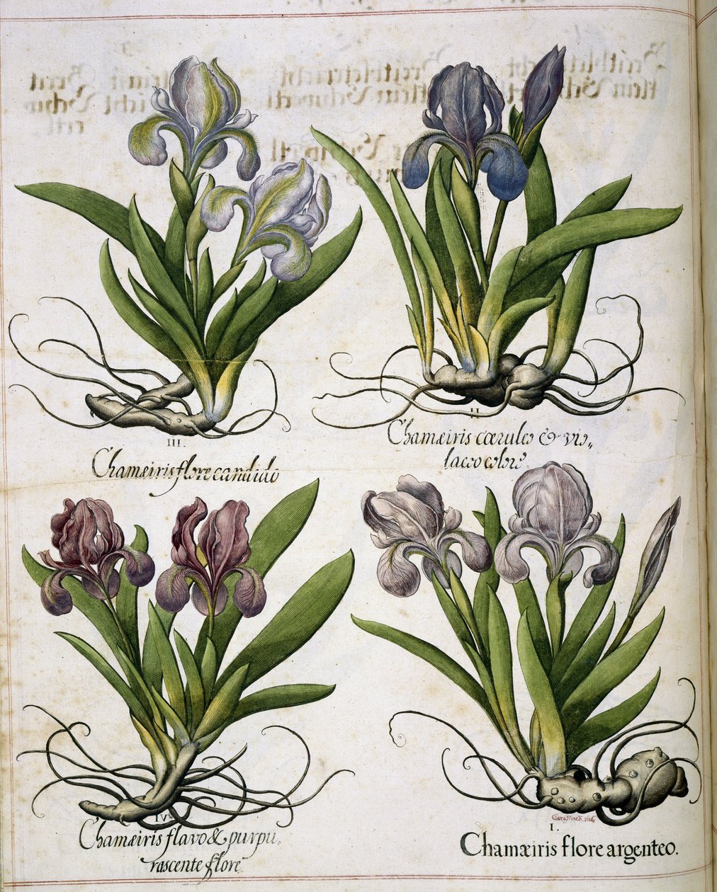 Iris, uit 