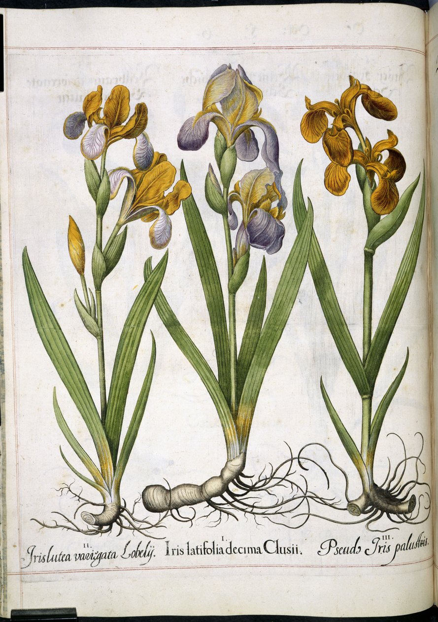 Iris, uit 