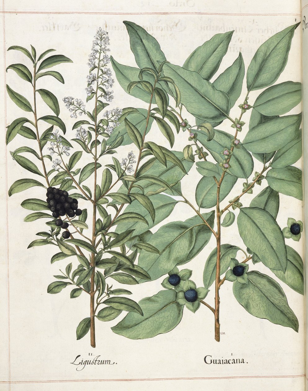 Ligustrum en Guiacana, uit 